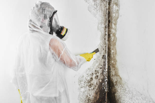 Black River Falls, WI Mold Removal Company