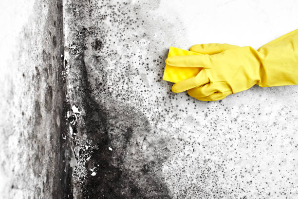 Best Residential Mold Removal  in Black River Falls, WI