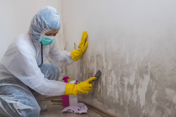 Best Emergency Mold Removal  in Black River Falls, WI