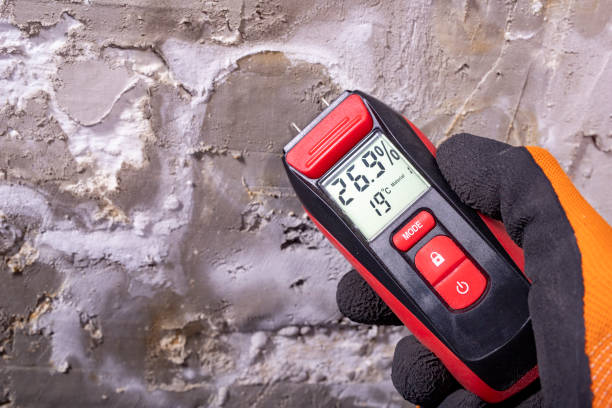 Best Best Mold Removal Companies  in Black River Falls, WI