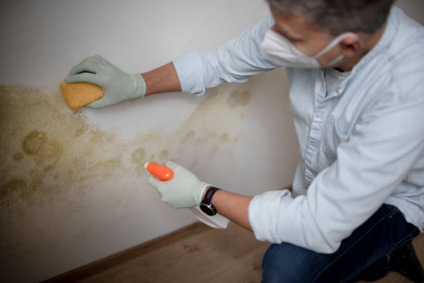 Best Best Mold Removal Companies  in Black River Falls, WI