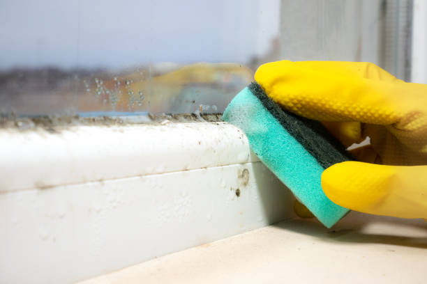 Best Toxic Mold Removal  in Black River Falls, WI