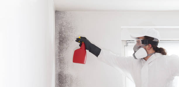 Best Commercial Mold Removal  in Black River Falls, WI