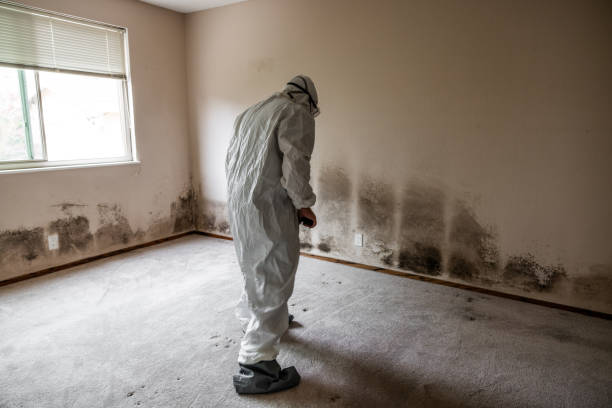 Best Office Mold Removal Services  in Black River Falls, WI