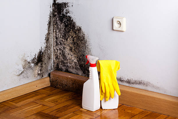 Attic Mold Removal in Black River Falls, WI