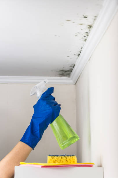 Best Certified Mold Removal  in Black River Falls, WI