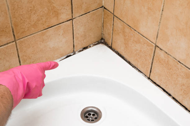 Best Mold Removal Near Me  in Black River Falls, WI